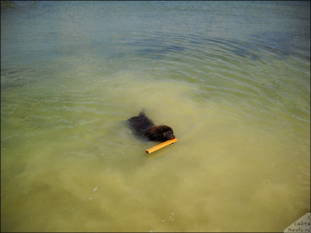 Фото: ньюфаундленд Хозяйка Дома с Берега Дона (Hozjajka Doma s Berega Dona)