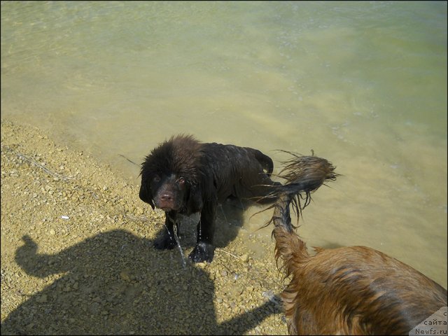 Фото: ньюфаундленд Хозяйка Дома с Берега Дона (Hozjajka Doma s Berega Dona)