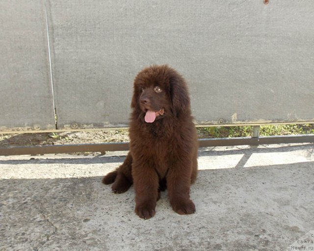 Фотография № 98676