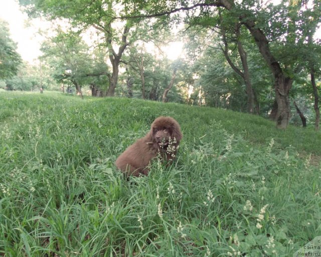 Фото: ньюфаундленд Хохотушка с Берега Дона (Hohotushka s Berega Dona)