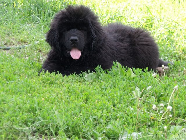 Фото: ньюфаундленд Избранный Витязь