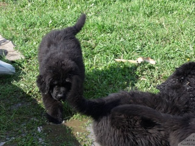 Фото: ньюфаундленд Избранный Витязь