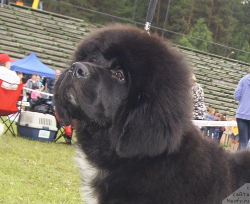 Фото: ньюфаундленд Супер Бизон Индия