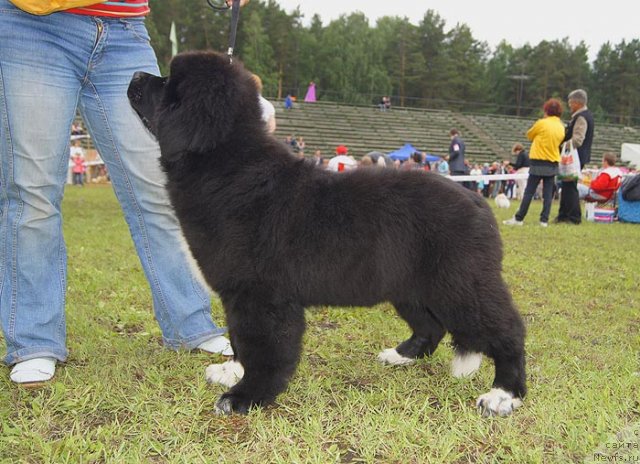 Фото: ньюфаундленд Супер Бизон Индия