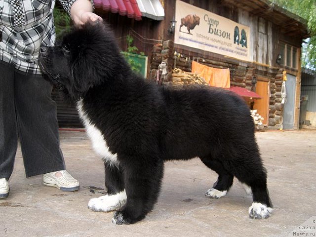 Фото: ньюфаундленд Супер Бизон Индия