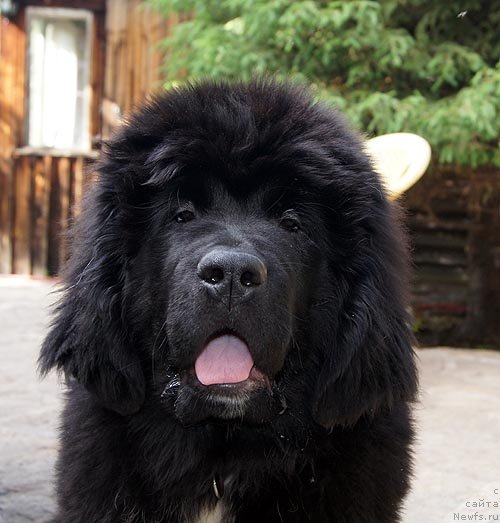 Фото: ньюфаундленд Супер Бизон Индия