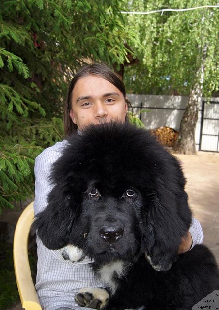 Фото: ньюфаундленд Супер Бизон Индия, Илья Скуматенко