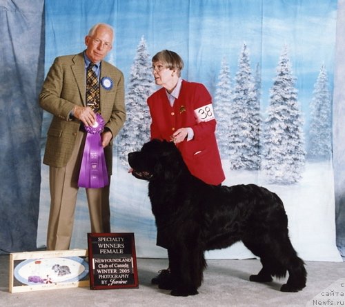 Фото: ньюфаундленд Topmast's Henrietta