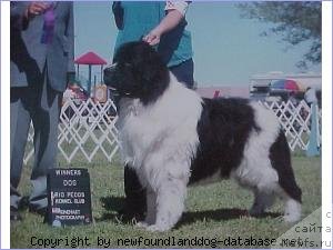 Фото: ньюфаундленд Callistos Blizzard O'Talimar