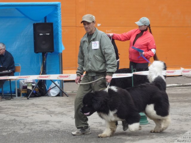 Фото: ньюфаундленд Супер Премиум Занзибар