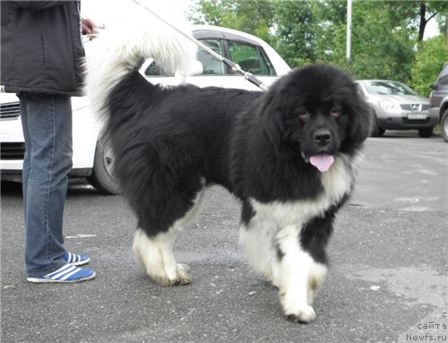 Фото: ньюфаундленд Супер Премиум Занзибар