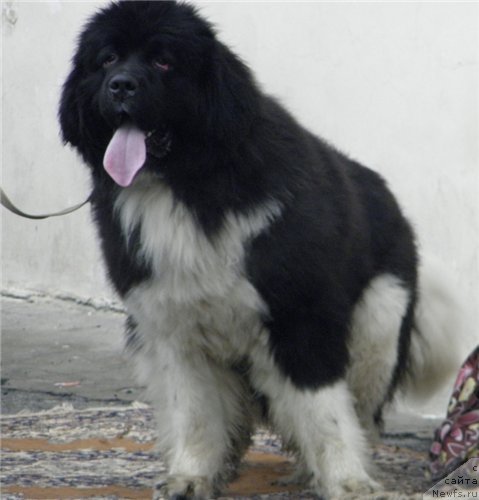 Фото: ньюфаундленд Супер Премиум Занзибар