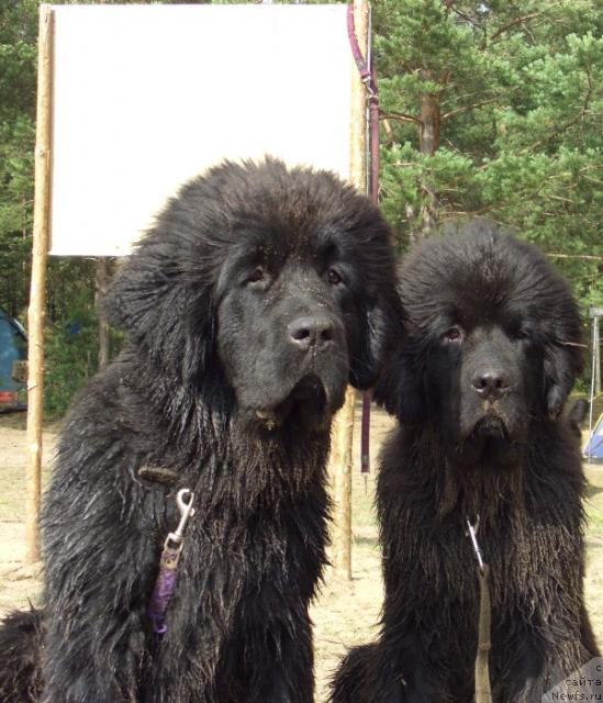 Фото: ньюфаундленд Акин Соул София, ньюфаундленд Анджел Викториус