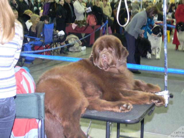 Фото: ньюфаундленд Ёка Она с Берега Дона (Joka Ona s Berega Dona)