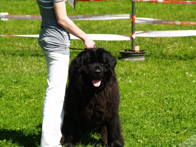 Фото: ньюфаундленд Понтус Пит