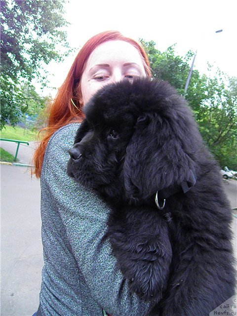 Фото: ньюфаундленд Ньюфорт Тесей