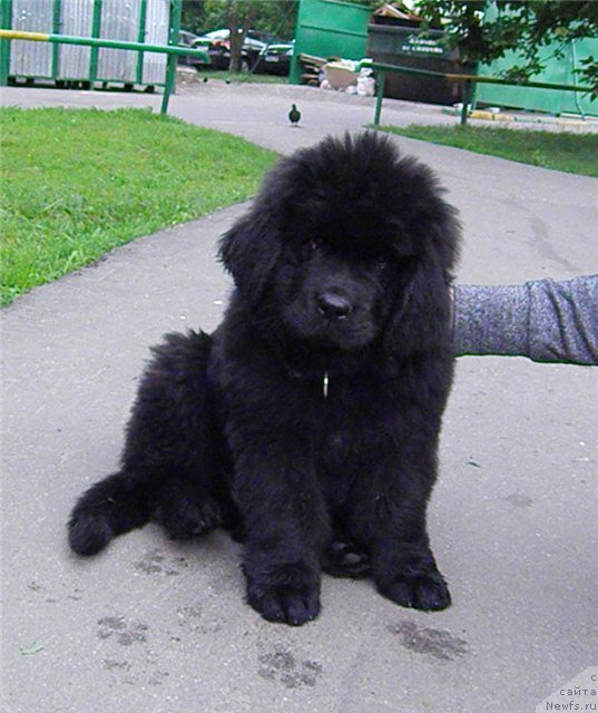 Фото: ньюфаундленд Ньюфорт Тесей