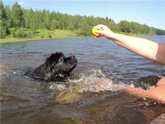 Фото: ньюфаундленд Блэк Диамонд Агидель от Потапа Увертюра