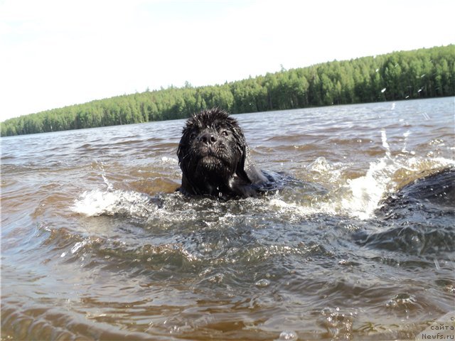 Фото: ньюфаундленд Блэк Диамонд Агидель от Потапа Увертюра