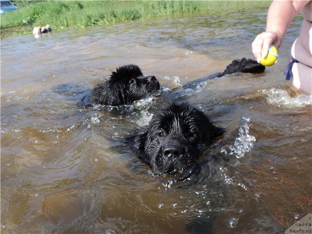 Фото: ньюфаундленд Блэк Диамонд Агидель от Потапа Увертюра, ньюфаундленд Супер Бизон Дека