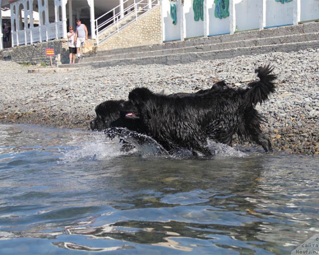 Фото: ньюфаундленд Ростовчанка с Берега Дона (Rostovchanka s Berega Dona), ньюфаундленд Звездный Дар Афина для Берега Дона (Zvezdnij Dar Afina dlja Berega Dona)