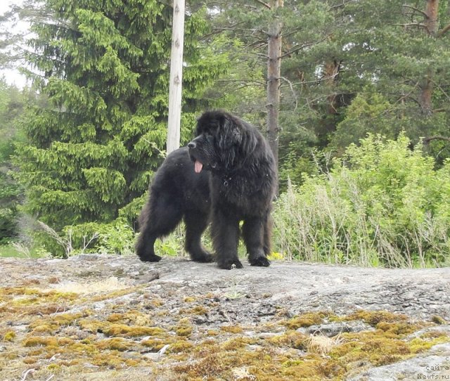 Фото: ньюфаундленд Бегущая по Волнам Дансинг Квин (Beguschaya po Volnam Dancing Queen)
