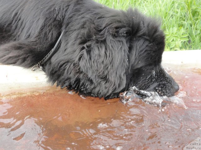Фото: ньюфаундленд Бегущая по Волнам Дансинг Квин (Beguschaya po Volnam Dancing Queen)