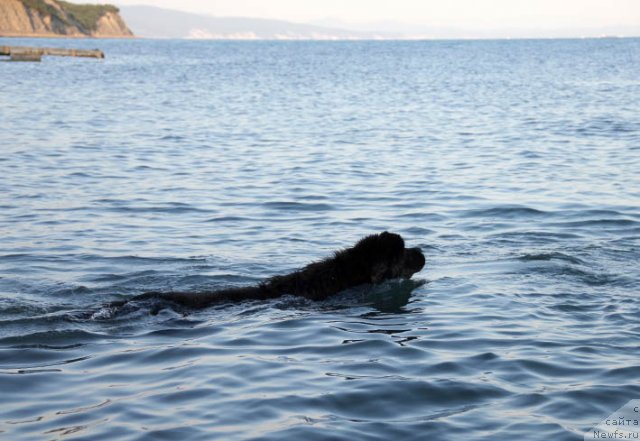 Фотография № 98764