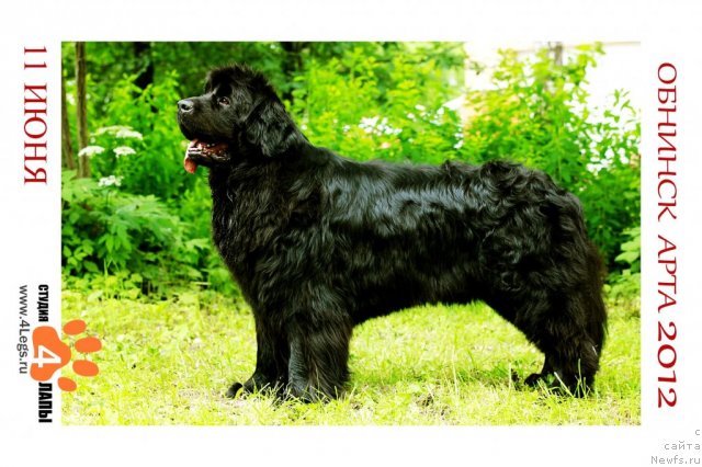 Фото: ньюфаундленд Имидж из Медвежьего Яра