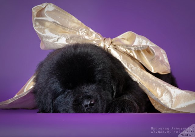 Фото: ньюфаундленд Би Перфект Азим