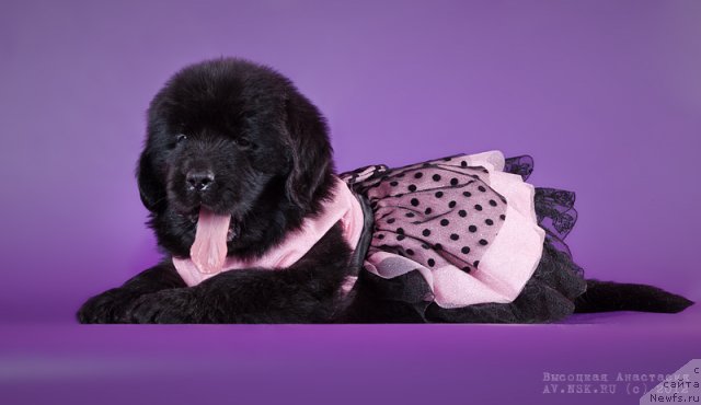 Фото: ньюфаундленд Би Перфект Алана