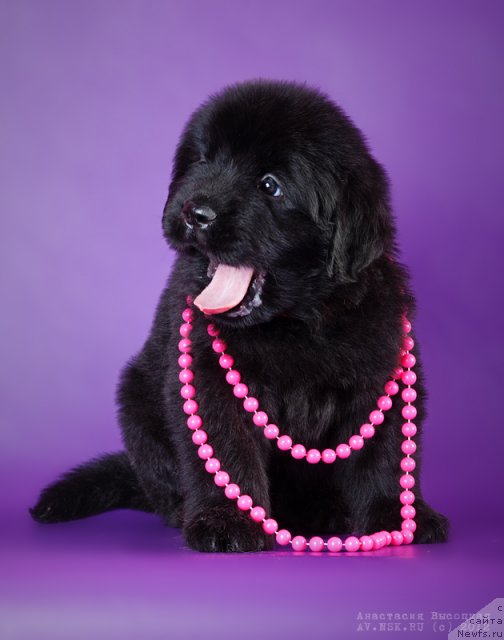 Фото: ньюфаундленд Би Перфект Арабелла