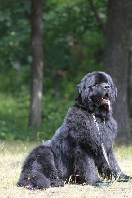 Фото: ньюфаундленд Акватория Келвин Куинджи