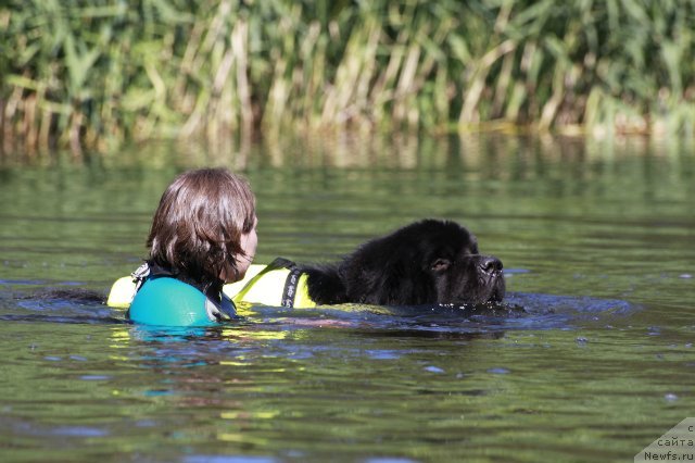 Фото: ньюфаундленд Акватория Келвин Куинджи