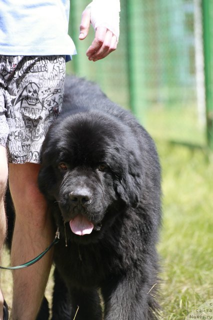 Фото: ньюфаундленд Акватория Келвин Куинджи