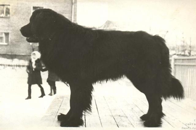 Фото: ньюфаундленд Фрам