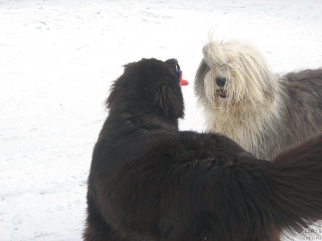 Фотография № 98803