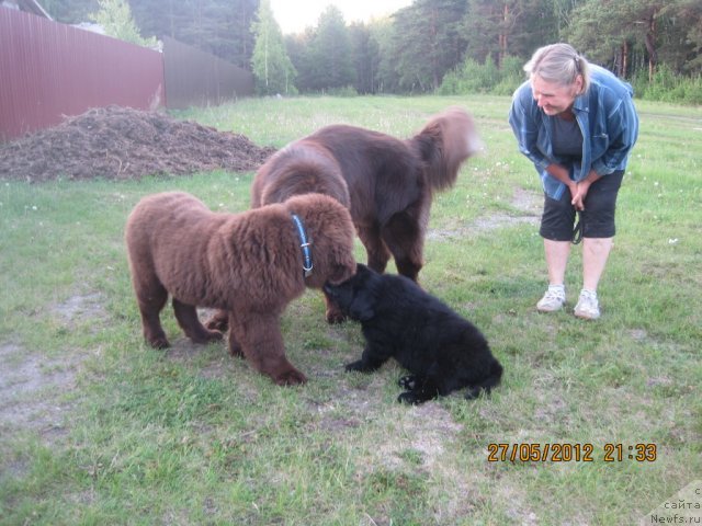 Фото: ньюфаундленд Ньюфорт Тайм'с Голд Алекса, ньюфаундленд Ньюфорт Ровер Браун, ньюфаундленд Обуш Шед Янтарный Поцелуй