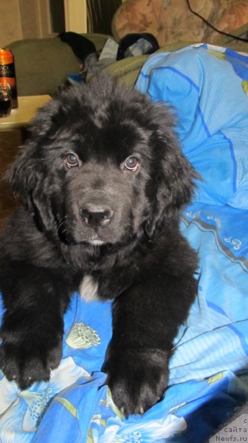 Фото: ньюфаундленд Рашн Румба из Медвежьего Яра