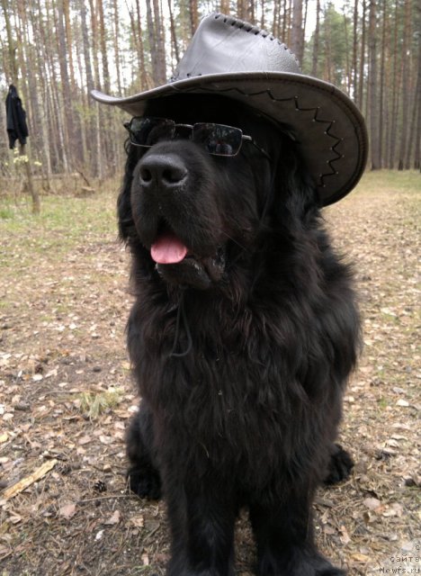 Фото: ньюфаундленд Имидж из Медвежьего Яра