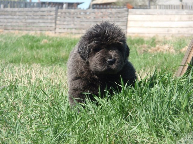 Фото: ньюфаундленд Ньюфорт Уникальная Красотка