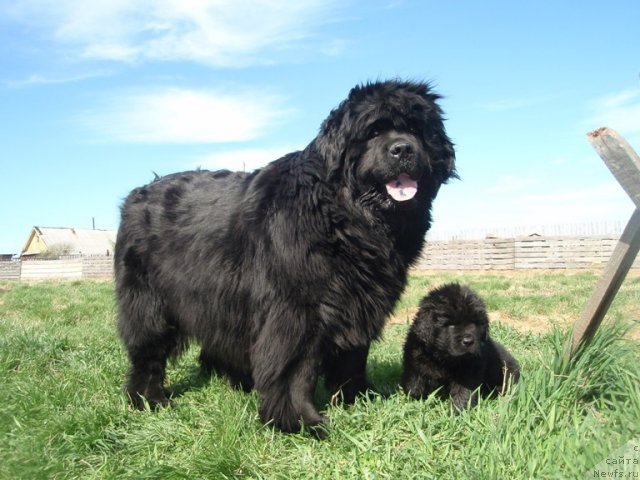 Фото: ньюфаундленд Севертан Рожденная Легендой