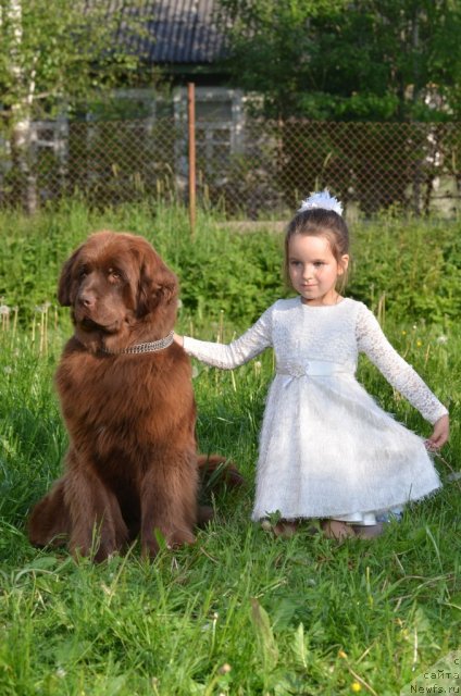 Фото: ньюфаундленд Фанньюф Анна Барбара Иулия