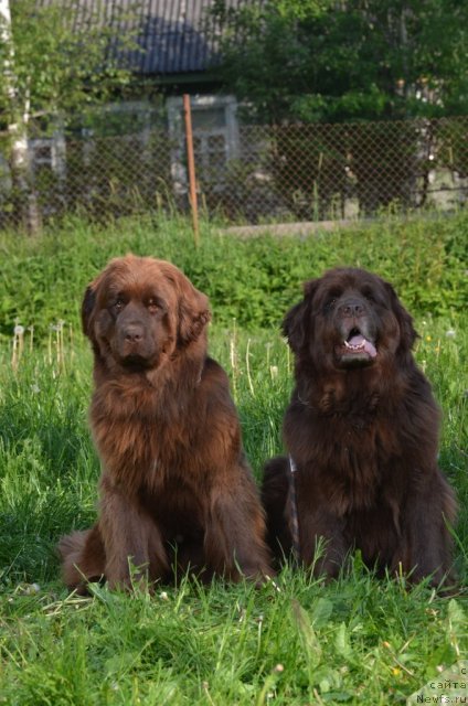 Фото: ньюфаундленд Фанньюф Анна Барбара Иулия