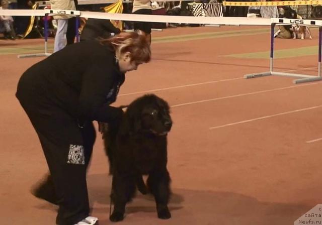 Фото: ньюфаундленд Брюс Мистер Ньюф (Bryus Mister Newf)