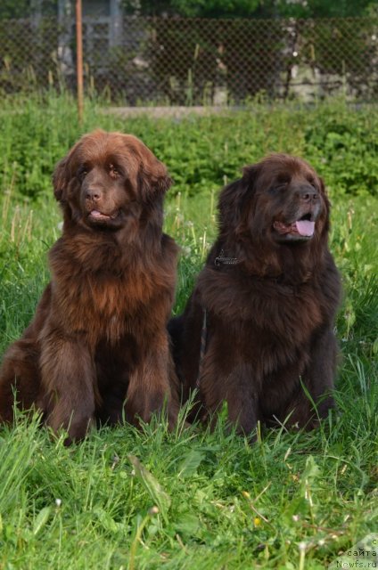 Фото: ньюфаундленд Фанньюф Анна Барбара Иулия