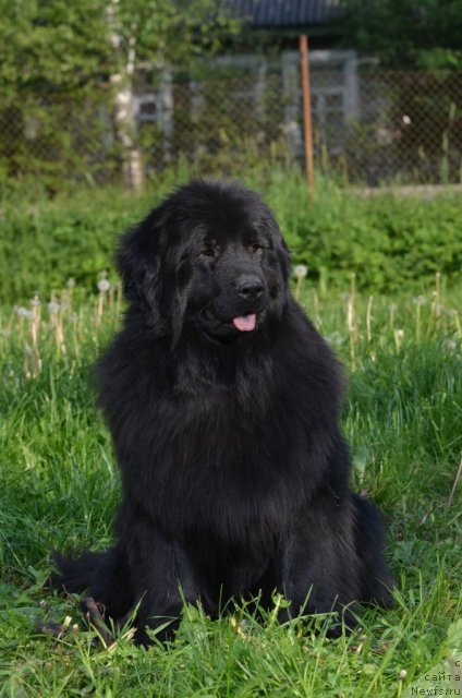 Фото: ньюфаундленд Фанньюф Альфелина Бледанс