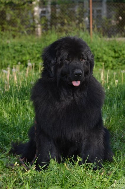 Фото: ньюфаундленд Фанньюф Альфелина Бледанс