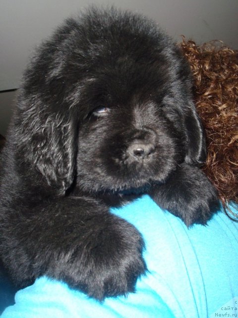 Фото: ньюфаундленд Ньюфорт Ультиматум