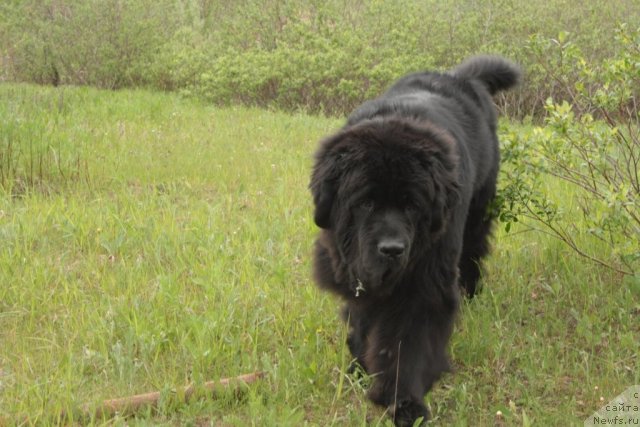 Фото: ньюфаундленд Бегущая по Волнам Зеро Коол